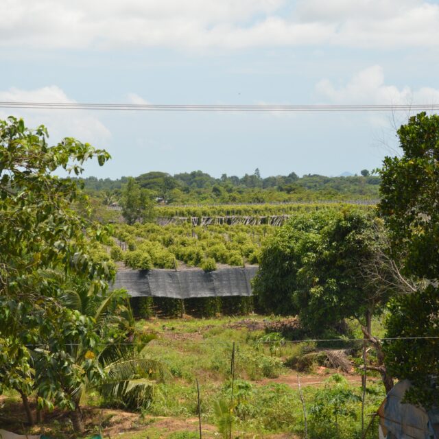 C'est sous la chaleur moite des provinces de Kâmpôt et de Kep que pousse le meilleur poivre au monde. Bientôt dans vos assiettes !
#kampot #kampotpepper #pepper #poivre #poivrekampot #epices #spices #cambodge #food #instafood #foodporn #yummyyummy #yummy #kep #cuisinemaison