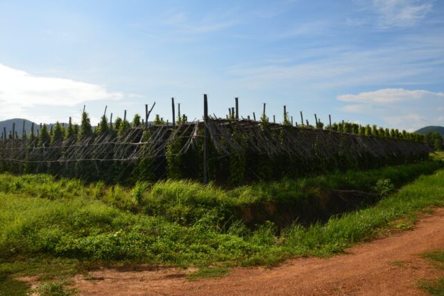 Le poivre est délicat et a besoin d'un peu d'ombre pour ne pas bruler au soleil. 
#kampot #kampotpepper #pepper #poivre #poivrekampot #epices #spices #kep #cambodge #food #instafood #foodporn #yummyyummy #yummy #cuisinemaison @bouillonmaison